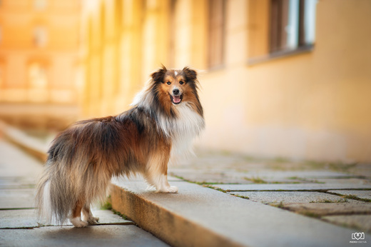 Sheltie ve městě